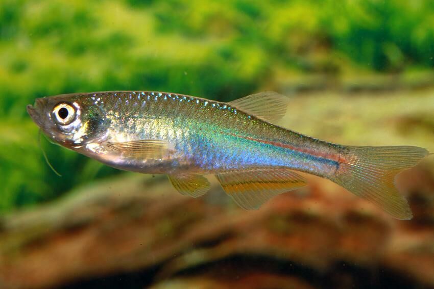Imagem do Danio Pérola